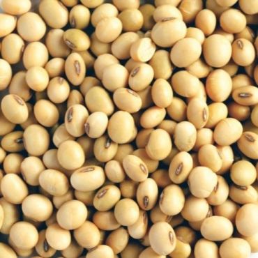 Fresh Raw Soya Bean 500G